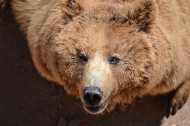 Bear bear watching you alcaraz stock pictures, royalty-free photos & images