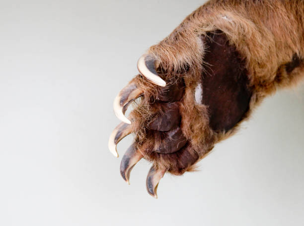 Bear Bear closeup claw photos stock pictures, royalty-free photos & images