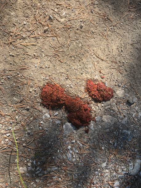 Bear poop full of berries on the hiking trail in Alberta, Canada. Closeup of bear scat full of red berries bear scat photo stock pictures, royalty-free photos & images