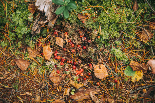 Bear Scat And Undigested Cranberries In It On Ground In Autumn Forest. Belarus Or European Part Of Russia Bear Scat And Undigested Cranberries In It On Ground In Autumn Forest. Belarus Or European Part Of Russia. bear scat photo stock pictures, royalty-free photos & images