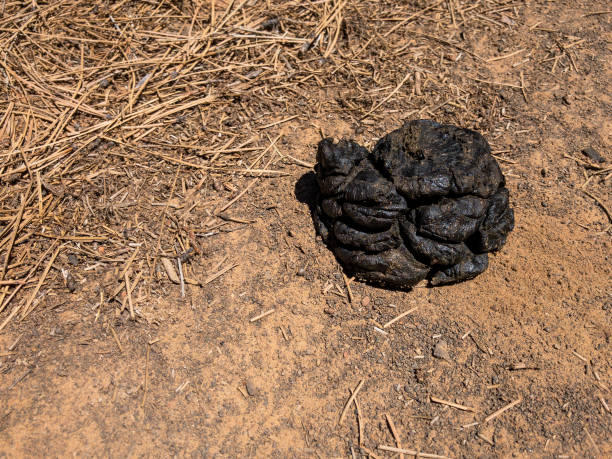 Bear Scat The American Black Bear (Ursus americanus) is a medium-sized mammal native to North America. It is the continent's most widely distributed species of bear. In Arizona, black bears are less common north of the Colorado River.  Black bears have an omnivorous diet which can vary depending on season and location.  The black bear typically lives in woodland habitats which, in Arizona, includes pinyon juniper, oak, chaparral and coniferous forest.  This pile of black bear scat was photographed on Campbell Mesa in the Coconino National Forest near Flagstaff, Arizona, USA. bear scat photo stock pictures, royalty-free photos & images