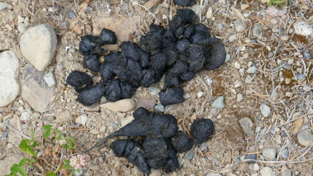 Bear scat Bear scat bear scat photo stock pictures, royalty-free photos & images