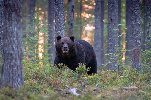 A bear walking in a forest at sunset in north of Finland near kumho