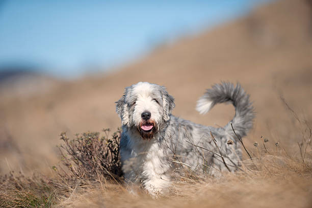 Short Hair Collie Stock Photos Pictures Royalty Free Images
