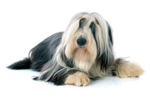Bearded Collie Stock Photo Download Image Now Istock