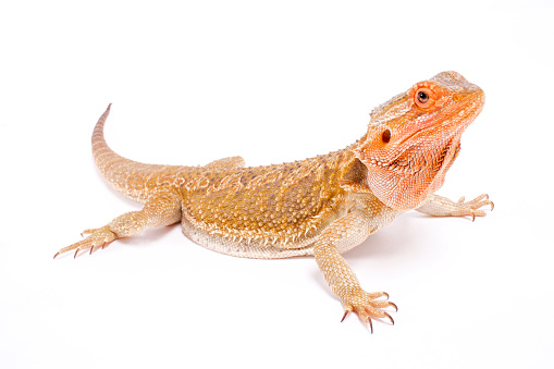 A popular house lizard bred by many novice terrarists.