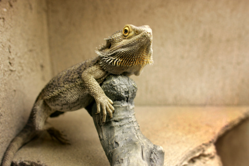 Bearded Dragon - Pogona Vitticeps in a pet display.