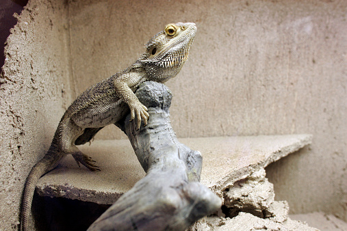 The central bearded dragon (Pogona vitticeps) is a species of agamid lizard found in a wide range of eastern and central Australia.  This picture is taken in studio with a captive bred animal.