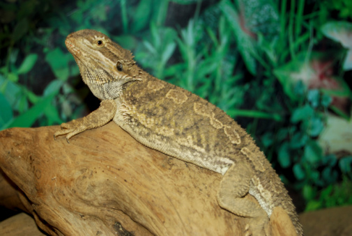 Central Bearded Dragon (Pogana vitticeps), a species of agamid lizard occurring in a wide range of arid to semiarid regions of Australia.