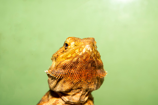 Bearded Dragon,Bearded Dragon - Pogona Vitticeps