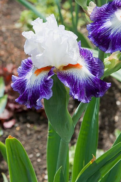 Iris Flower Colors Stock Photos, Pictures & Royalty-Free Images - iStock