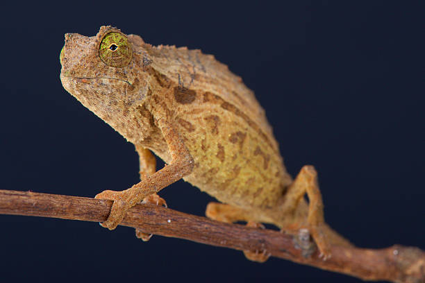 Bearded pygmy chameleon / Rieppeleon brevicaudatus The Bearded pygmy chameleon (Rieppeleon brevicaudatus) is a small and cryptic lizard species found in the mountain regions of eastern Tanzania. Pygmy Chameleon stock pictures, royalty-free photos & images