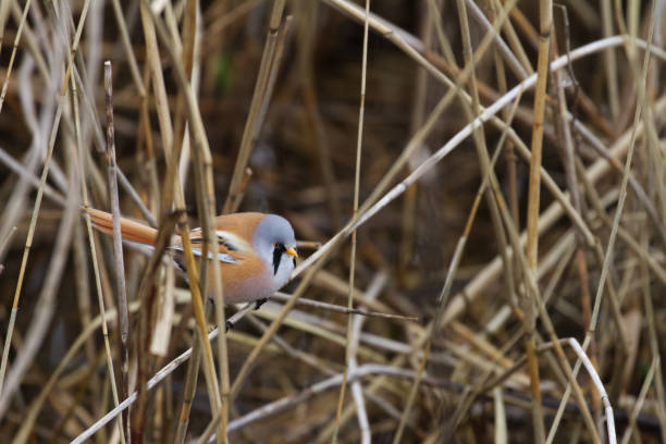 bearded tit in the reeds. single male bird. - panurus biarmicus sweden bildbanksfoton och bilder