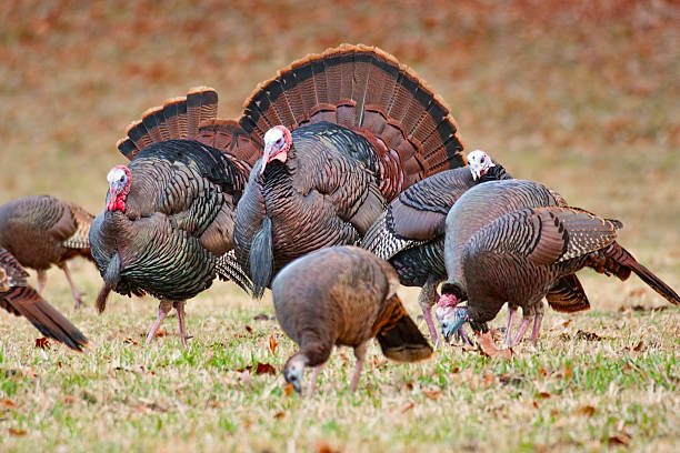 Bearded Turkey Flock stock photo