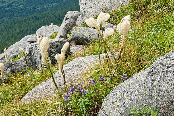 Beargrass Blooming in the Boulders The Alpine Lakes Wilderness, created by the US Congress in 1976, has more than 700 lakes and mountain ponds filling practically every low spot in this glacier-carved terrain. This beargrass was photographed on Granite Mountain in the Alpine Lakes Wilderness near Snoqualmie Pass, Washington State, USA. jeff goulden alpine lakes wilderness stock pictures, royalty-free photos & images