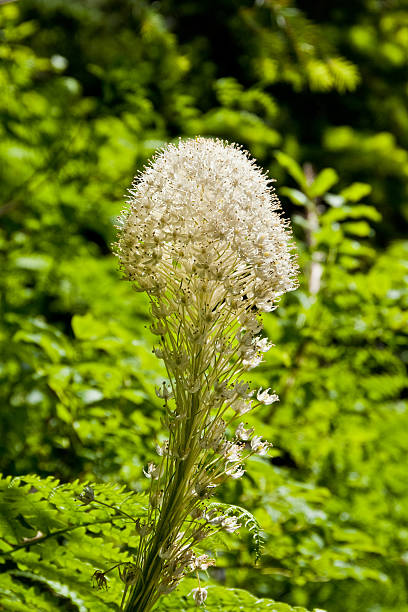 Beargrass in Bloom The Alpine Lakes Wilderness, created by the US Congress in 1976, has more than 700 lakes and mountain ponds filling practically every low spot in this glacier-carved terrain. This beargrass was photographed on Granite Mountain in the Alpine Lakes Wilderness near Snoqualmie Pass, Washington State, USA. jeff goulden alpine lakes wilderness stock pictures, royalty-free photos & images