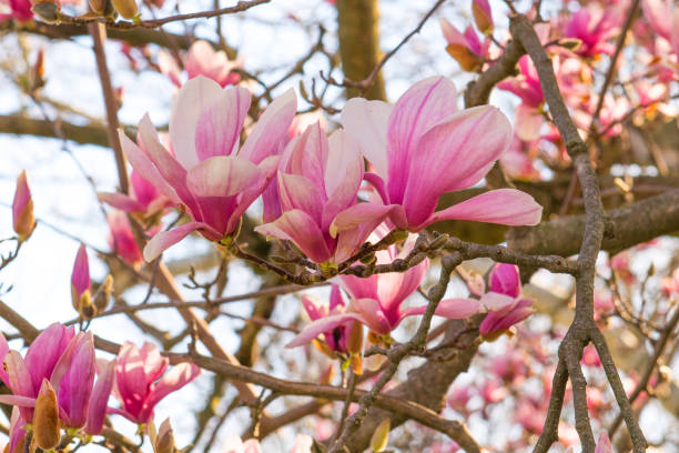 Tulip Tree Stock Photos, Pictures & Royalty-Free Images - iStock