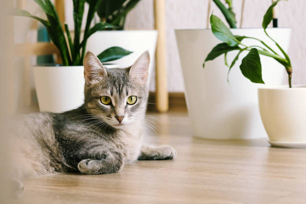 A beautiful adult gray cat lies on the floor in an apartment against a background of green indoor flowers. Interior of a modern scandinavian style apartment stock photo