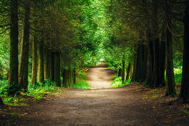 Walkway Lane Path With Green Trees in Forest. Beautiful Alley In...
