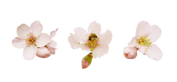 mandel blumen isoliert auf weißem hintergrund. frühling rosa blüten in verschiedenen formen, biene und knospen. zarte blüten isoliert. - baumblüte stock-fotos und bilder