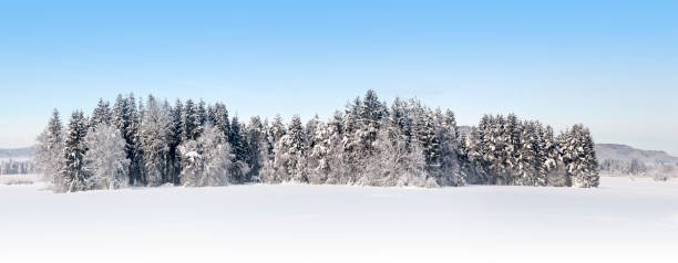 Beautiful alpine winter forest  panoramic stock photo