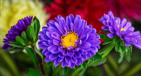 beautiful and bright background of aster flowers