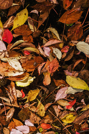 Beautiful and colorful Autumn leaves pattern, closeup