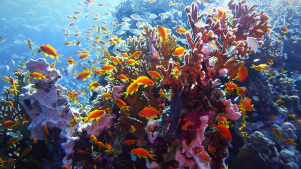 güzel ve sağlıklı tropik mercan - great barrier reef stok fotoğraflar ve resimler