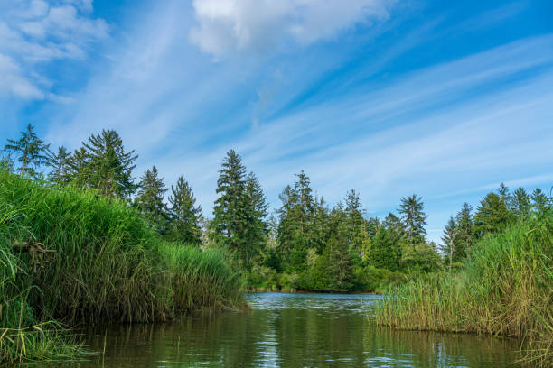 Beautiful and Historice Chehalis River Kayak Trip Montesano, Washington State stock photo