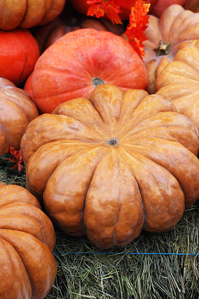 Beautiful and large pumpkins stock photo