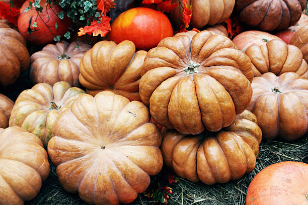 Beautiful and large pumpkins stock photo