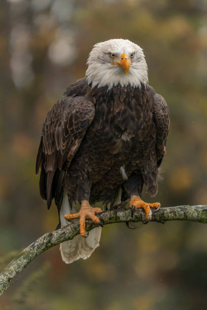 Beautiful and majestic bald eagle  American eagle  (Haliaeetus leucocephalus)  on a branch. stock photo