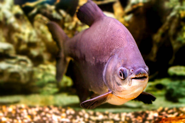 Best Pacu Fish Stock Photos, Pictures & Royalty-Free Images - iStock