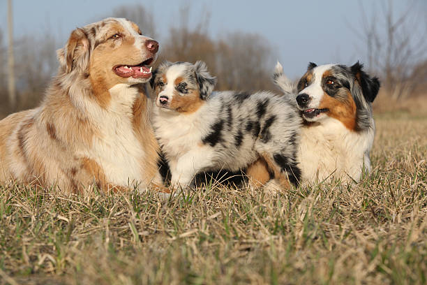 Short Haired Australian Shepherd Stock Photos Pictures Royalty