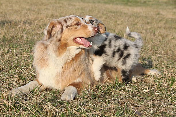 Short Haired Australian Shepherd Stock Photos Pictures Royalty
