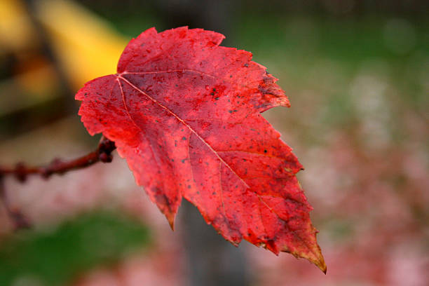 Beautiful Autumn Leaf stock photo