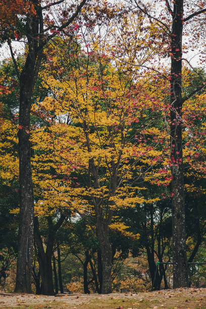 Beautiful autumn leaves seen through the trees stock photo