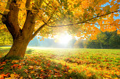 Autumn scenery with dry leaves and sunshine