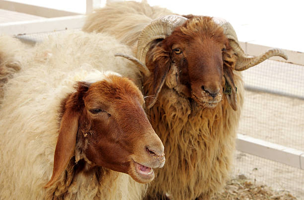 Beautiful awassi sheeps stock photo