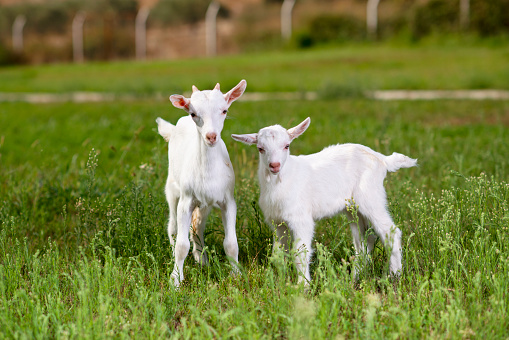 Two baby goats stand in long summer grass.