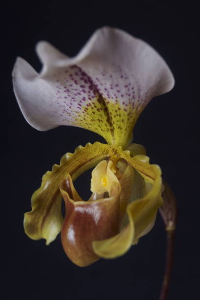 belo fundo com orquídeas multicoloridas - insígnia paphiopedilum - insigne - fotografias e filmes do acervo