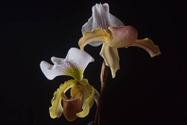 belo fundo com orquídeas multicoloridas - insígnia paphiopedilum - insigne - fotografias e filmes do acervo