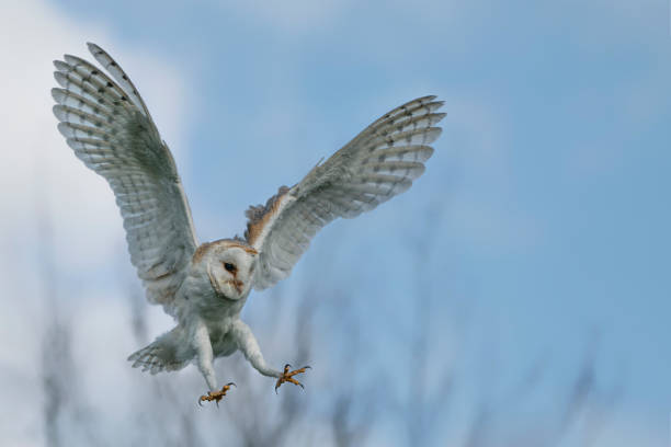 Beautiful Barn owl (Tyto alba) in flight before attack, with open wings, clean white and blue background. Action wildlife scene from nature in the Netherlands. Copy space. stock photo