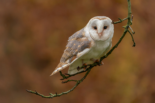 Beautiful Barn owl (Tyto alba) sitting on a branch  in an apple tree. Autumn  background. Noord Brabant in the Netherlands.