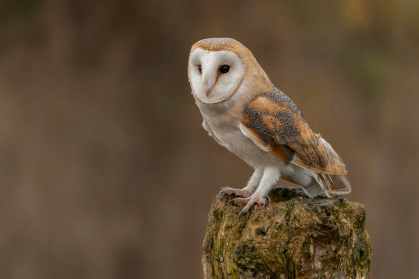 Beautiful Barn owl (Tyto alba) sitting on a tree stump. Autumn background. Noord Brabant in the Netherlands. stock photo