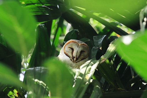 Beautiful barn owl with lush green foliage, summertime of Indian rainforest