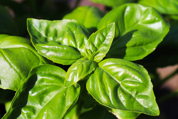 beautiful basil herb leaves ready to be picked - manjericos imagens e fotografias de stock