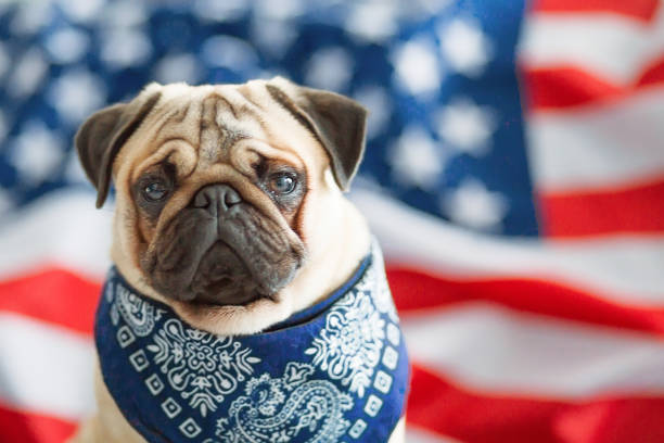 Beautiful beige puppy pug on the background of the American flag on Independence Day. Pug on the background of the American flag. Beautiful beige puppy pug on the background of the American flag on Independence Day. national dog day stock pictures, royalty-free photos & images