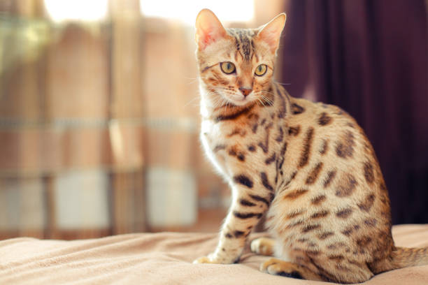 hermoso gato de bengala sentado en una cama y dando la vuelta - bengals fotografías e imágenes de stock
