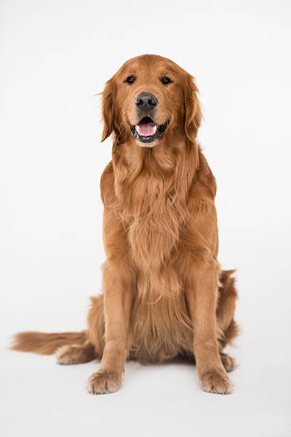 Beautiful big dog Beautiful big dog sitting at a studio and looking at the camera golden retriever stock pictures, royalty-free photos & images